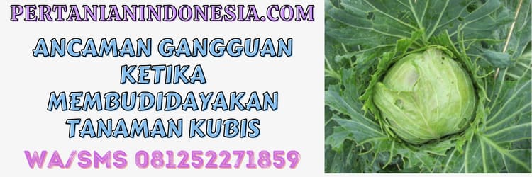 ancaman,gangguan,budidaya,kubis,hama, serangga